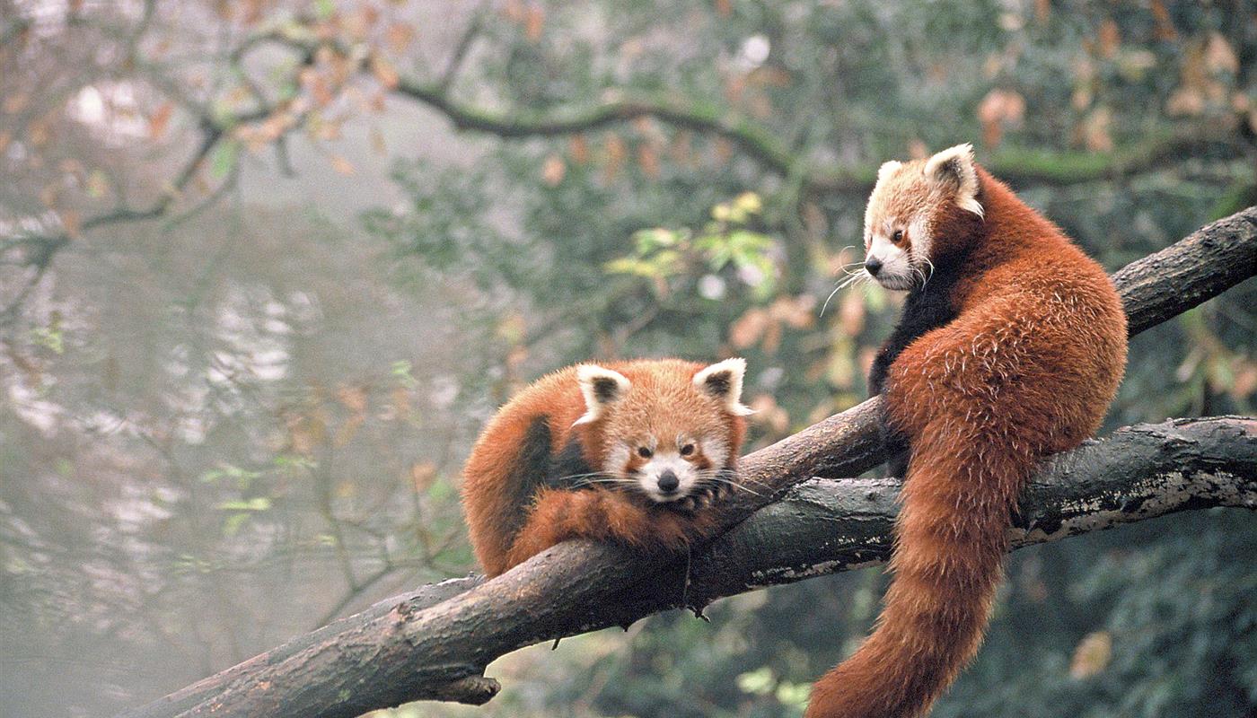 Red Panda Vendée Camping Europa - Campsite Europa Saint Gilles Croix de Vie